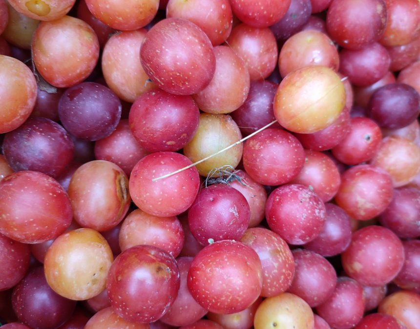 Mirabelki vel lubki i inne śliwki