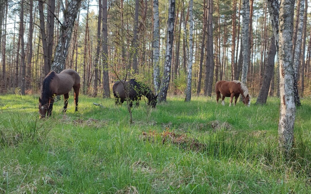 Bliżej natury czyli jak spuścić konie ze smyczy