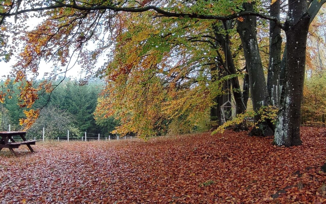 Apartament w lesie do wynajęcia – Pod Bukami